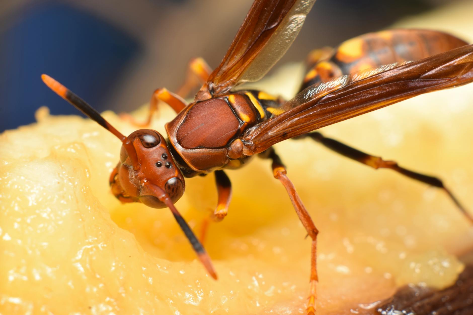 https://www.pexels.com/photo/close-up-of-a-common-paper-wasp-eating-fruit-28818982/